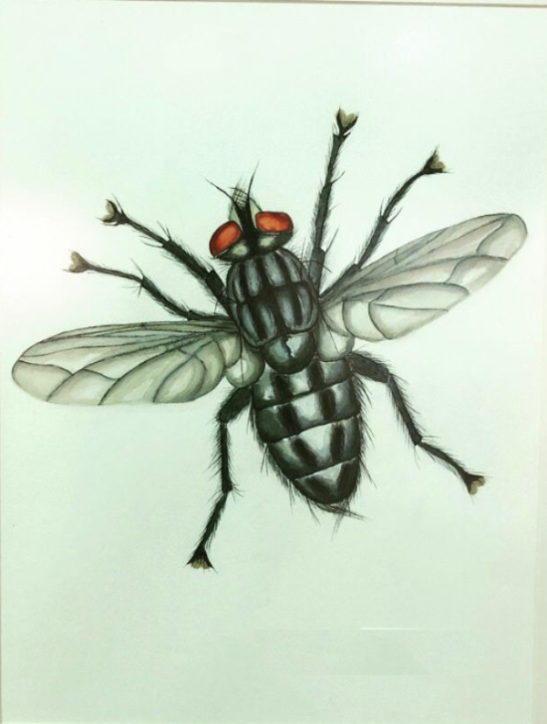 HOUSEFLY 2 35 X 50 WATERCOLOR PAINTING - Görsel 3