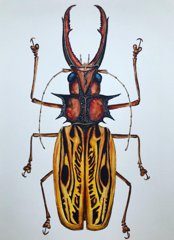 MACRODONTIA CERVICORNIS 35 X 50 WATERCOLOR PAINTING - Görsel 2