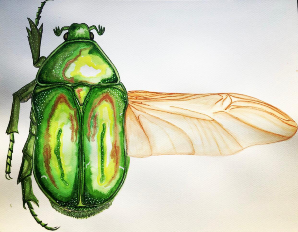 ROSE CHAFER 35 X 50 WATERCOLOR PAINTING - Görsel 2