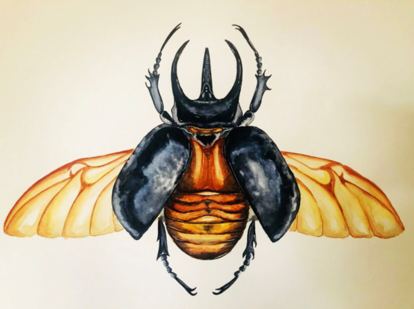 ATLAS BEETLE 35 X 50 WATERCOLOR PAINTING - Görsel 2